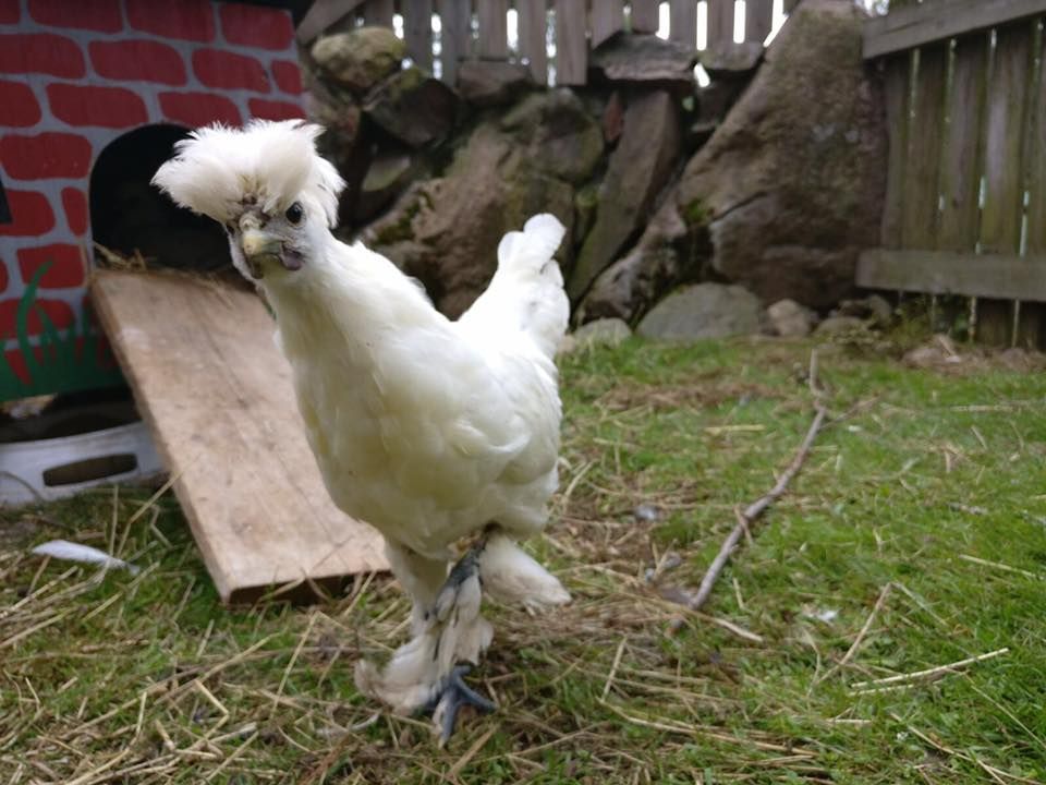 Lomamäen Lemmikkipuisto Oy