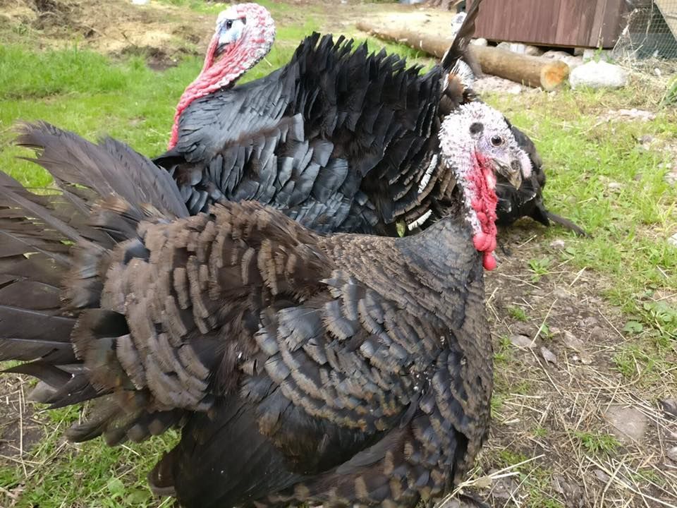 Lomamäen Lemmikkipuisto Oy