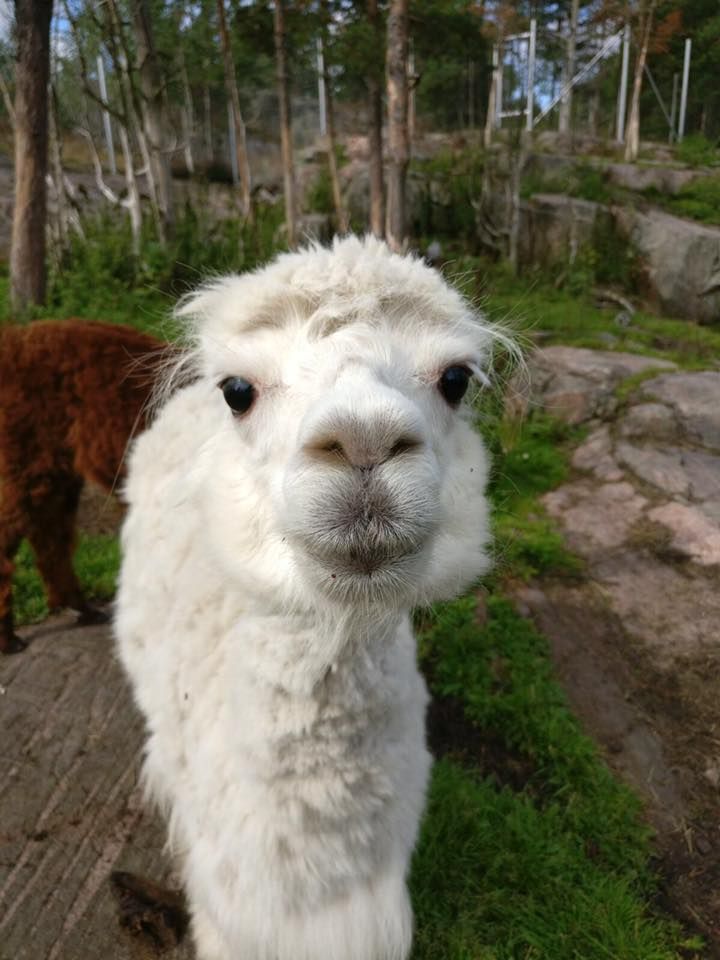 Lomamäen Lemmikkipuisto Oy