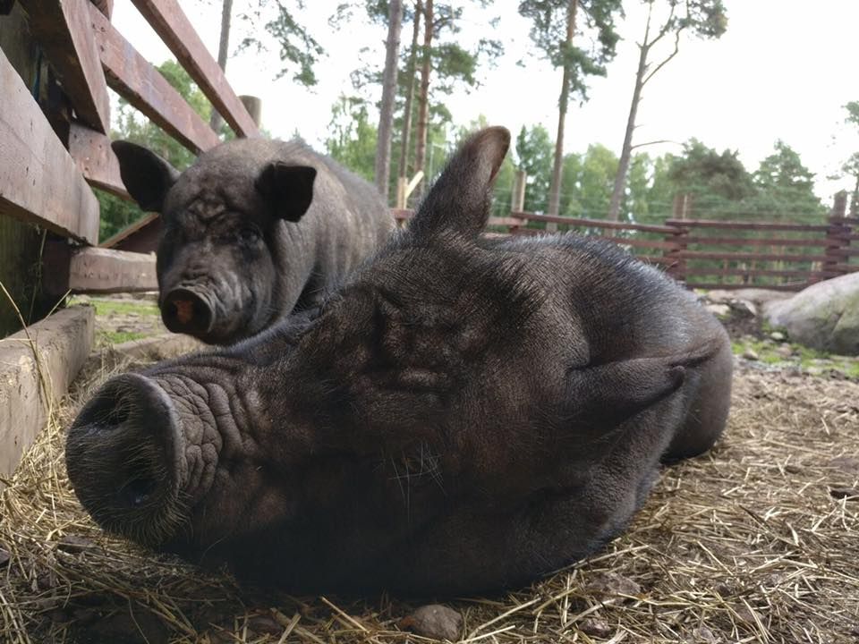 Lomamäen Lemmikkipuisto Oy