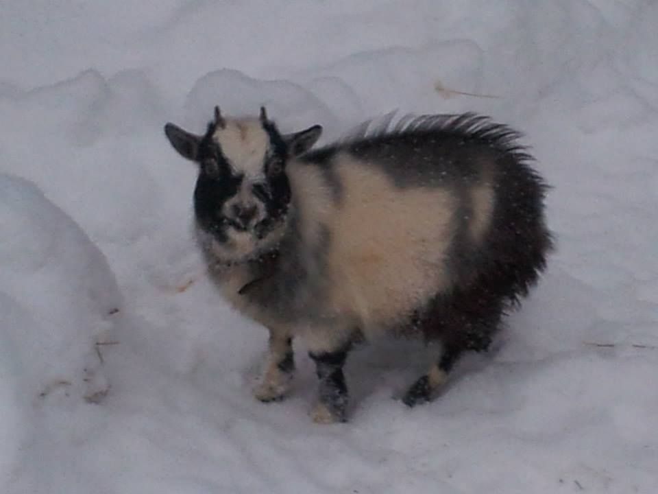Lomamäen Lemmikkipuisto Oy