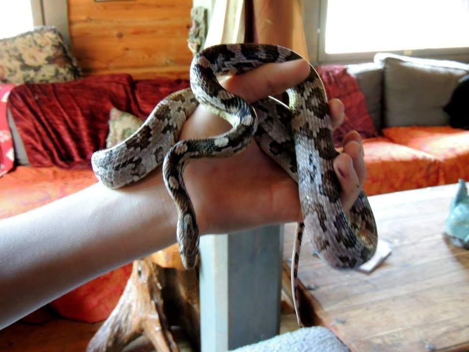 Lomamäen Lemmikkipuisto Oy