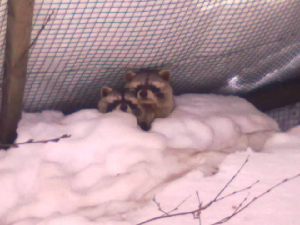 Lomamäen Lemmikkipuisto Oy