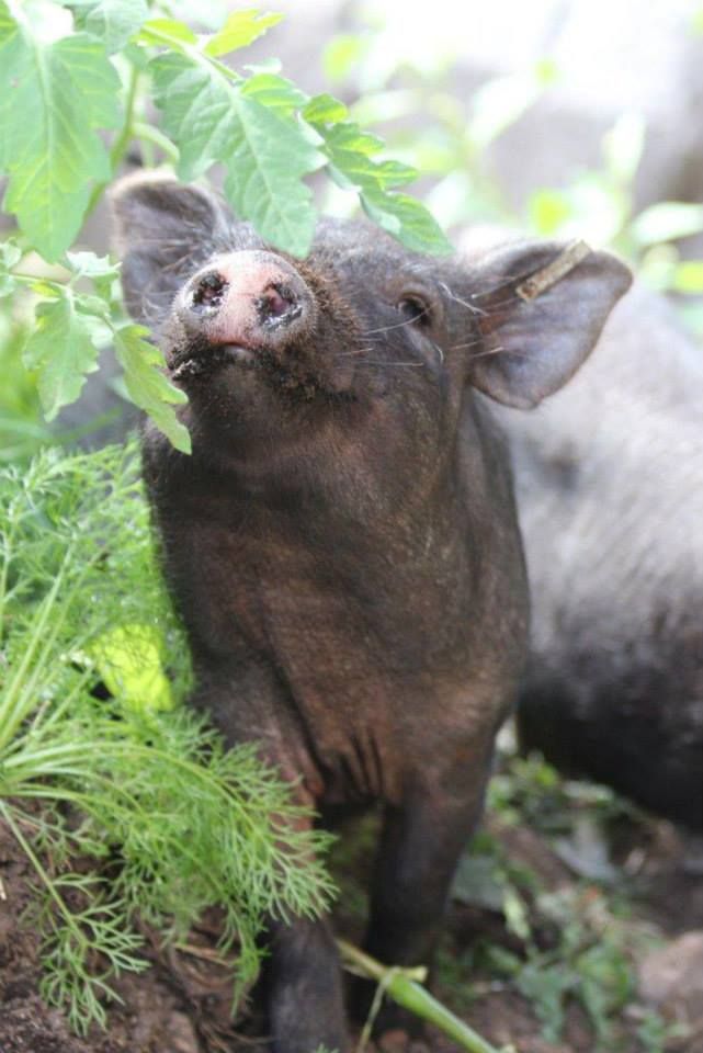 Lomamäen Lemmikkipuisto Oy