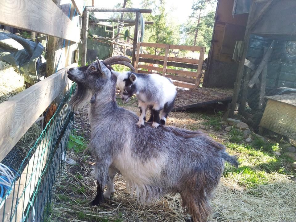 Lomamäen Lemmikkipuisto Oy