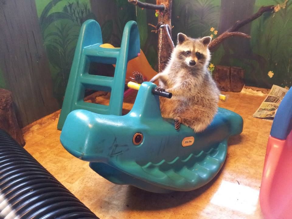 Lomamäen Lemmikkipuisto Oy