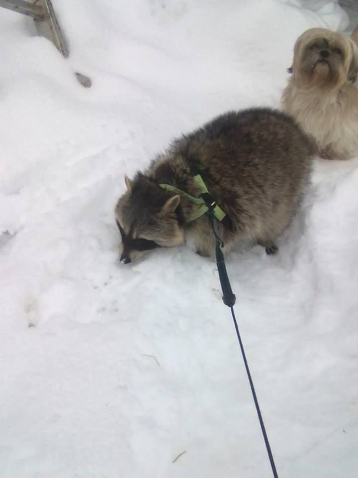 Lomamäen Lemmikkipuisto Oy
