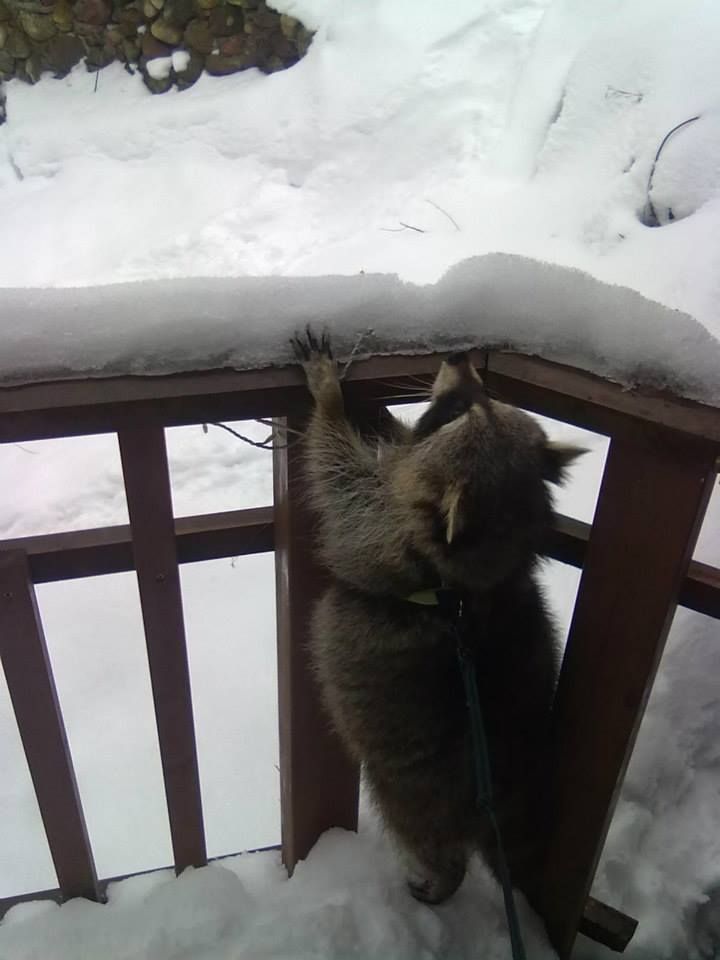 Lomamäen Lemmikkipuisto Oy