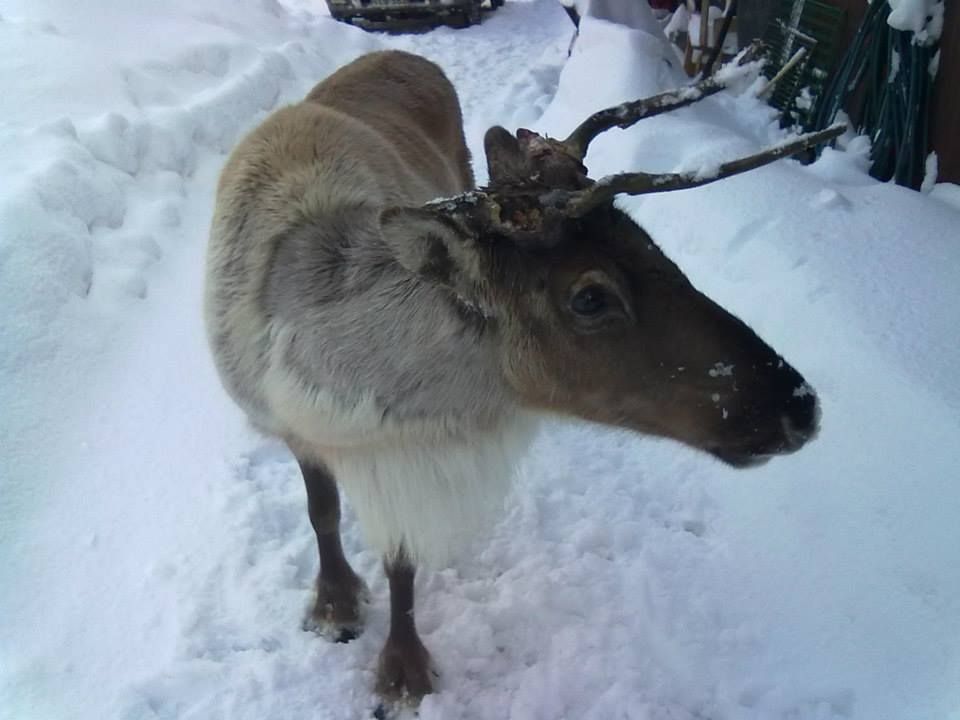 Lomamäen Lemmikkipuisto Oy