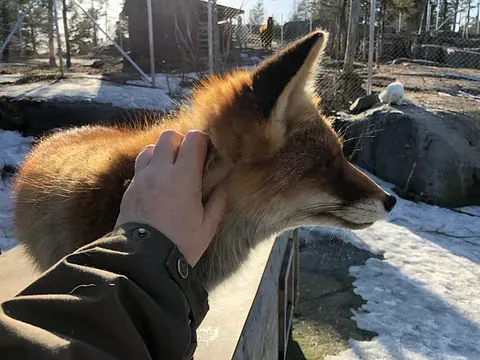 Lomamäen Lemmikkipuisto Oy