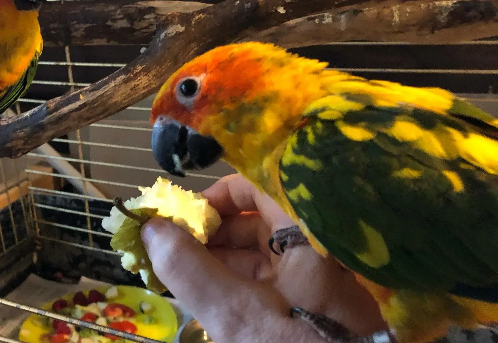 Lomamäen Lemmikkipuisto Oy