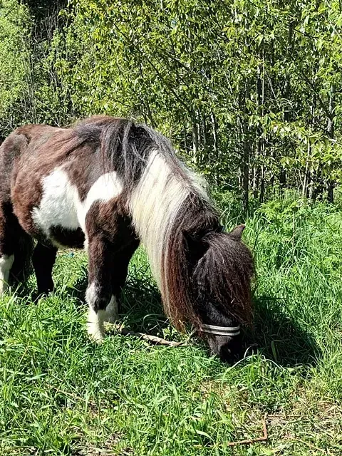 Lomamäen Lemmikkipuisto Oy