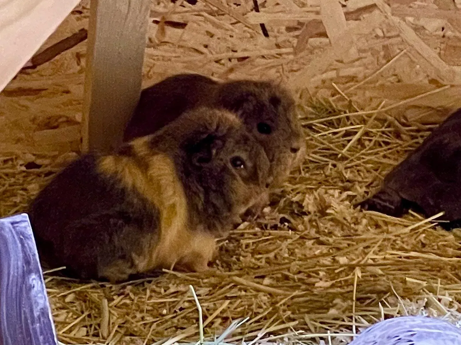 Lomamäen Lemmikkipuisto Oy