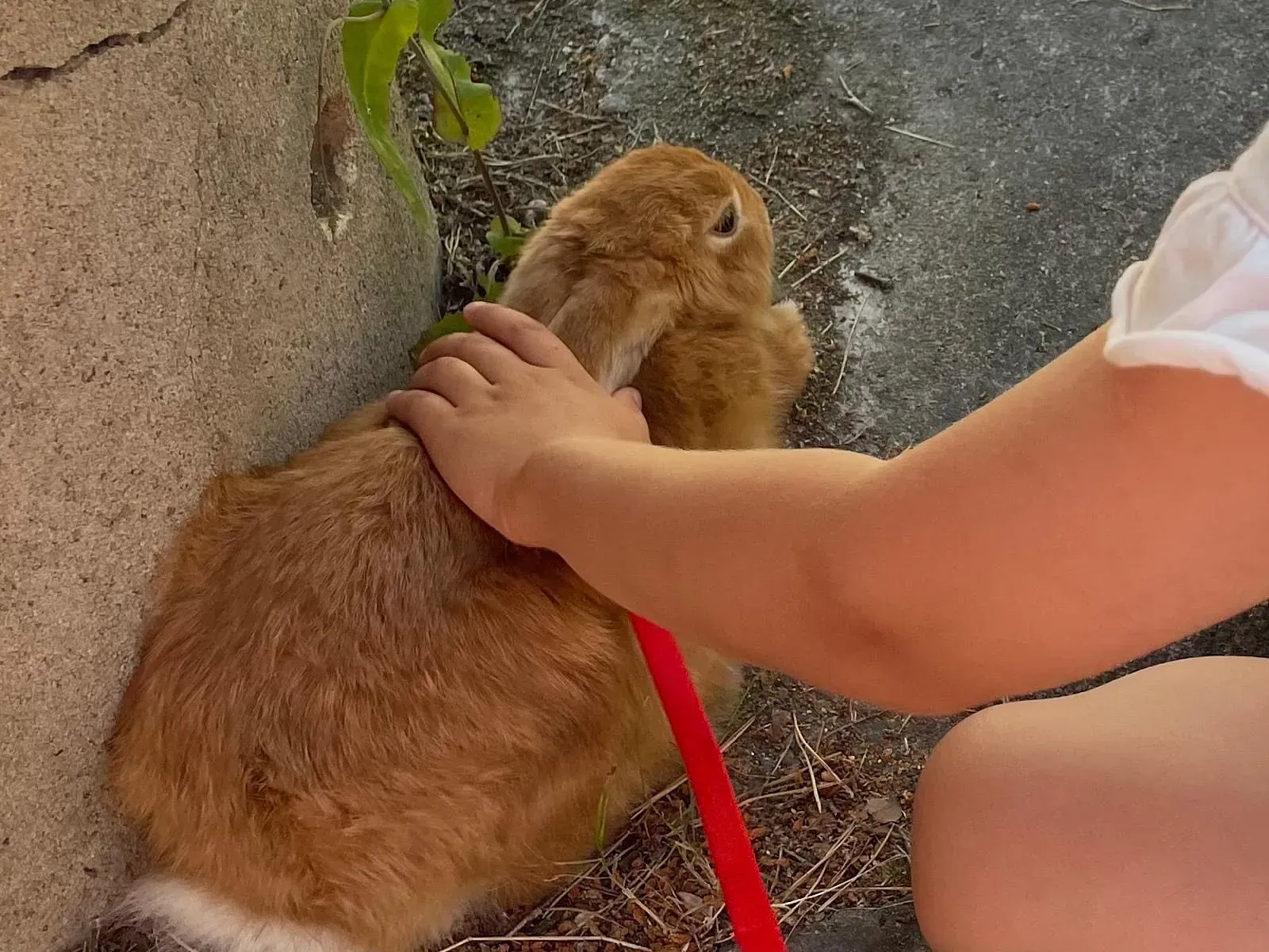 Lomamäen Lemmikkipuisto Oy