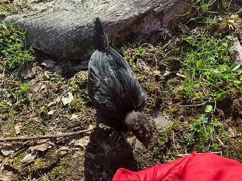 Lomamäen Lemmikkipuisto Oy