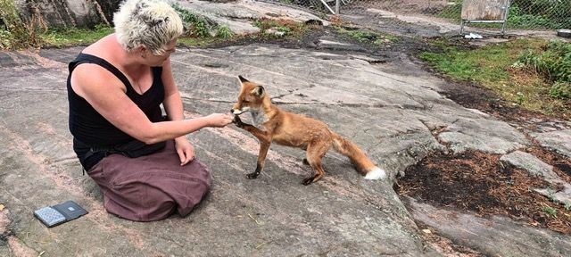 Lomamäen Lemmikkipuisto Oy