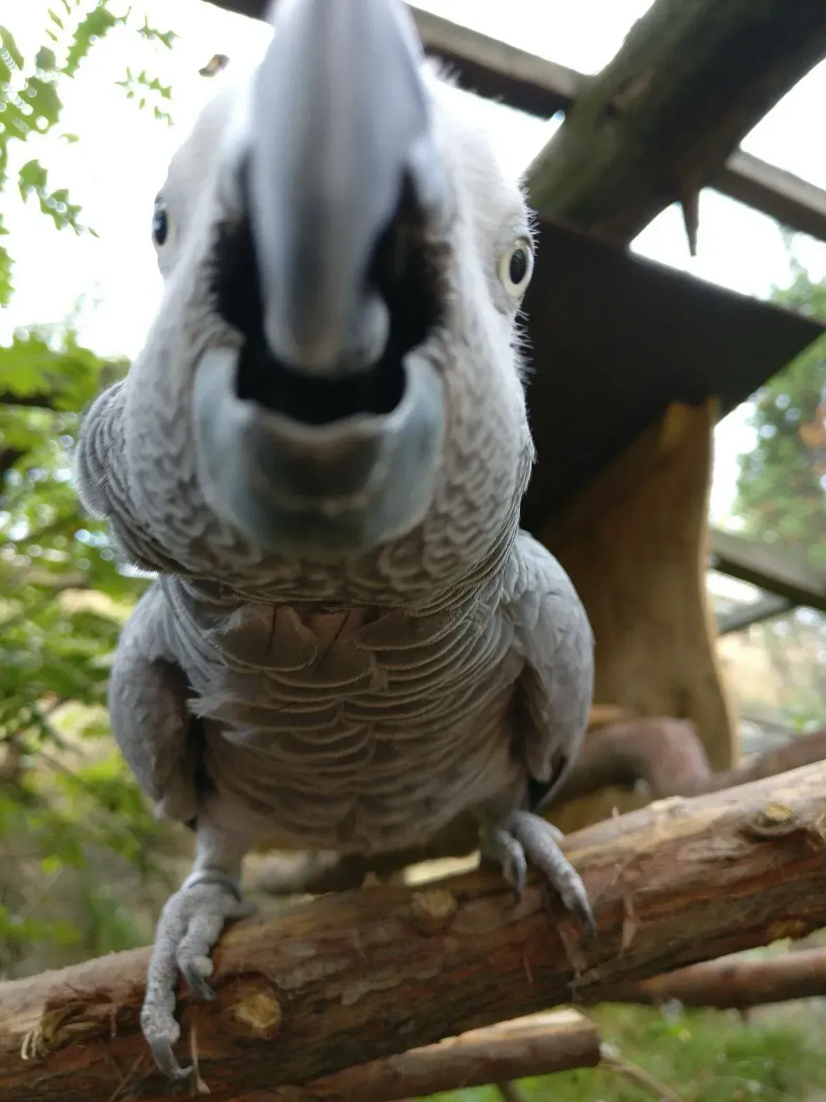 Lomamäen Lemmikkipuisto Oy