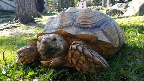 Lomamäen Lemmikkipuisto Oy