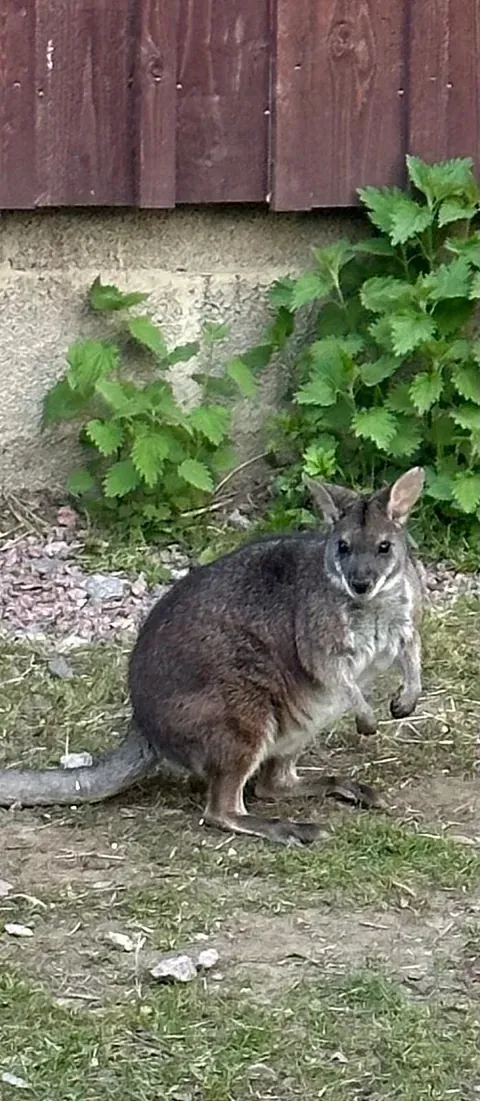 Lomamäen Lemmikkipuisto Oy