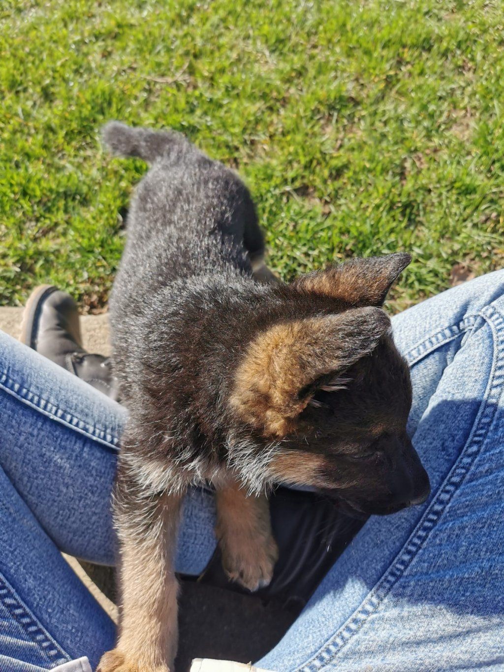 Zwinger vom Schäferturm