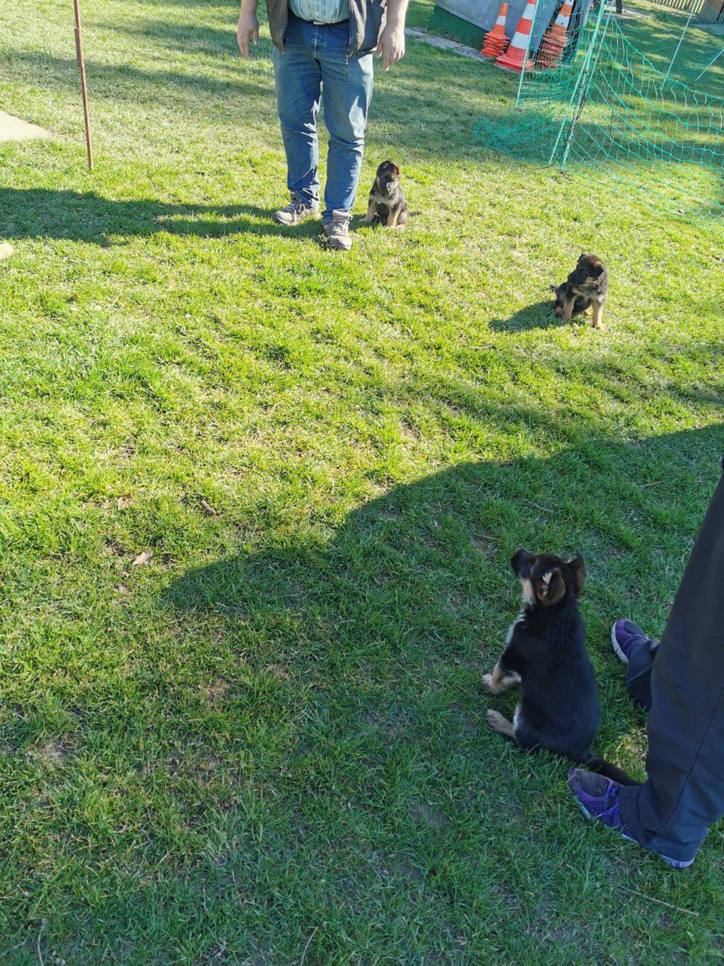 Zwinger vom Schäferturm