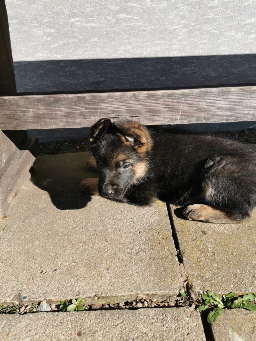 Zwinger vom Schäferturm