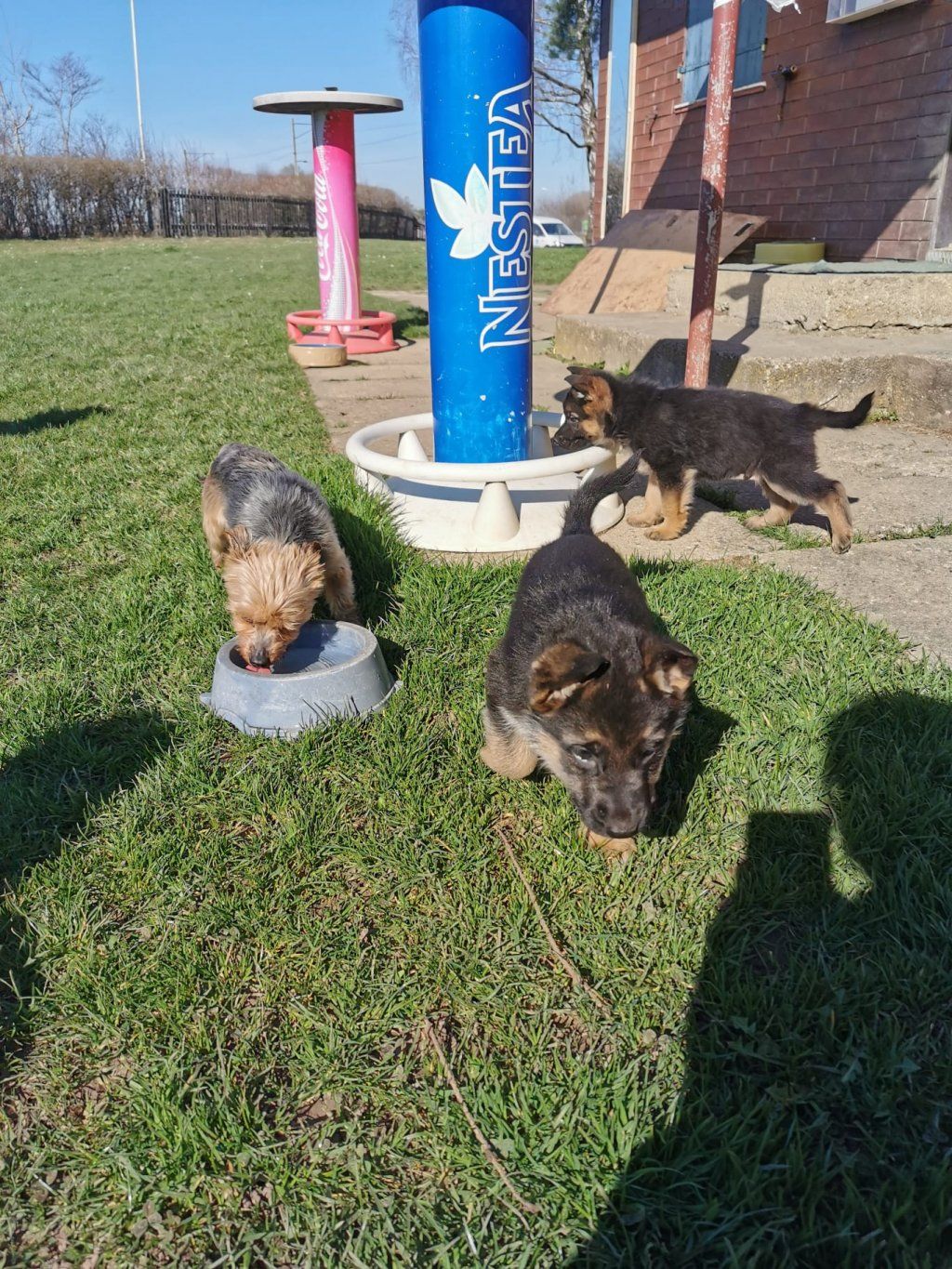 Zwinger vom Schäferturm