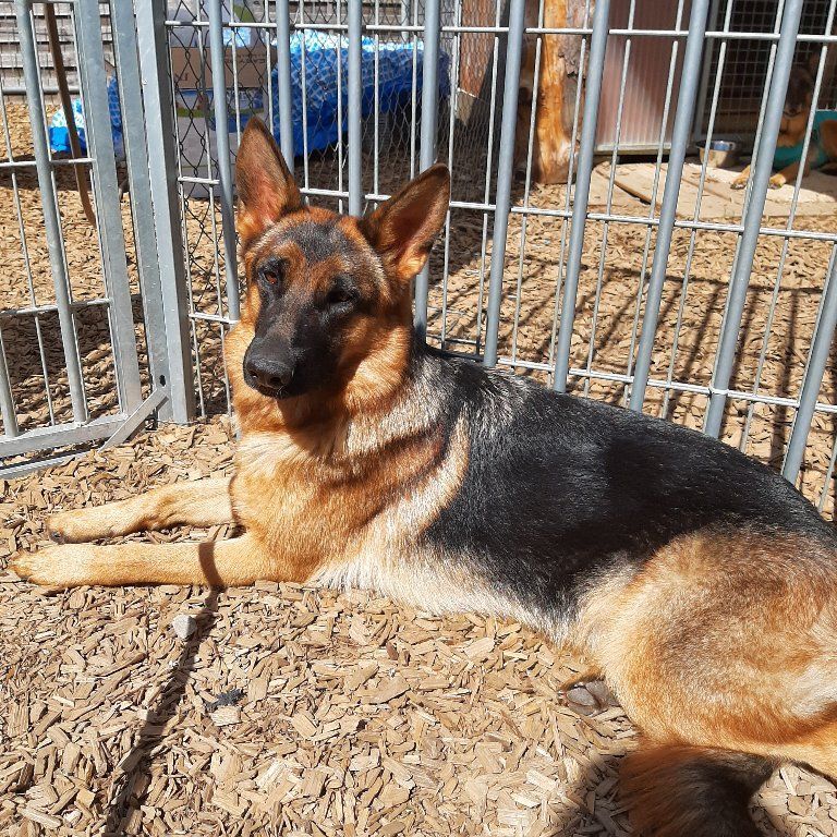 Zwinger vom Schäferturm