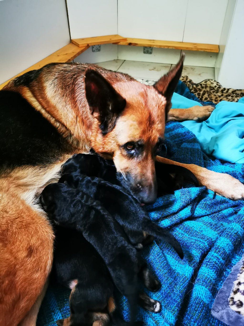 Zwinger vom Schäferturm