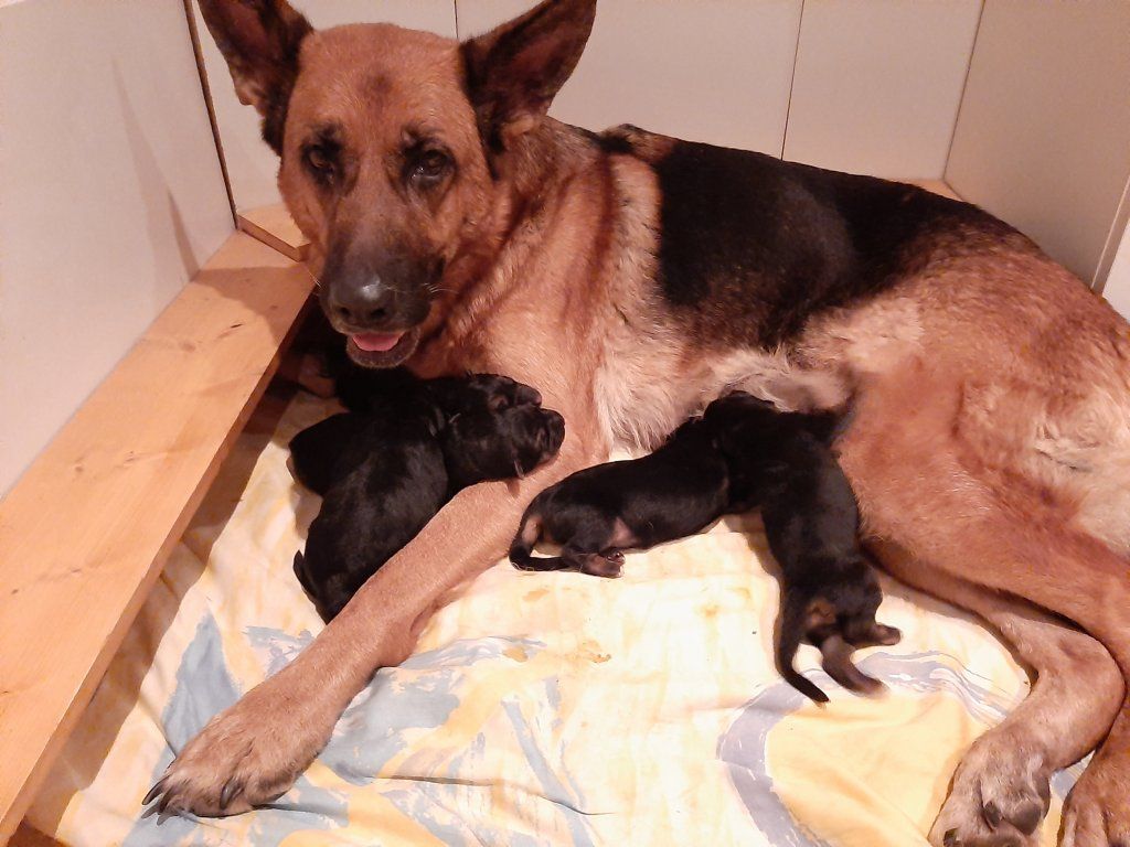 Zwinger vom Schäferturm