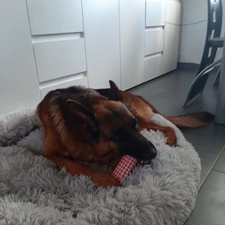 Zwinger vom Schäferturm