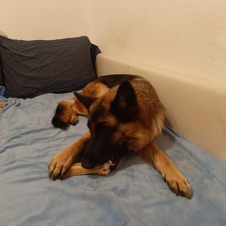 Zwinger vom Schäferturm