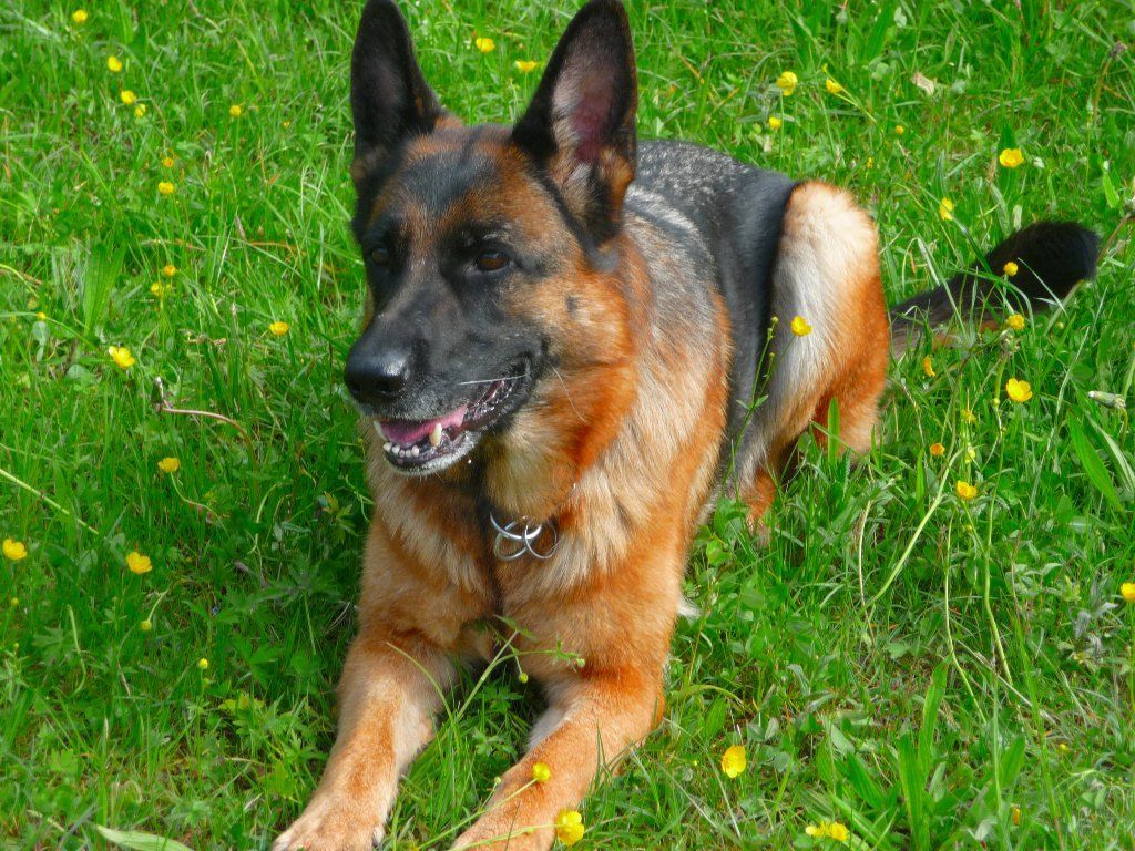 Zwinger vom Schäferturm