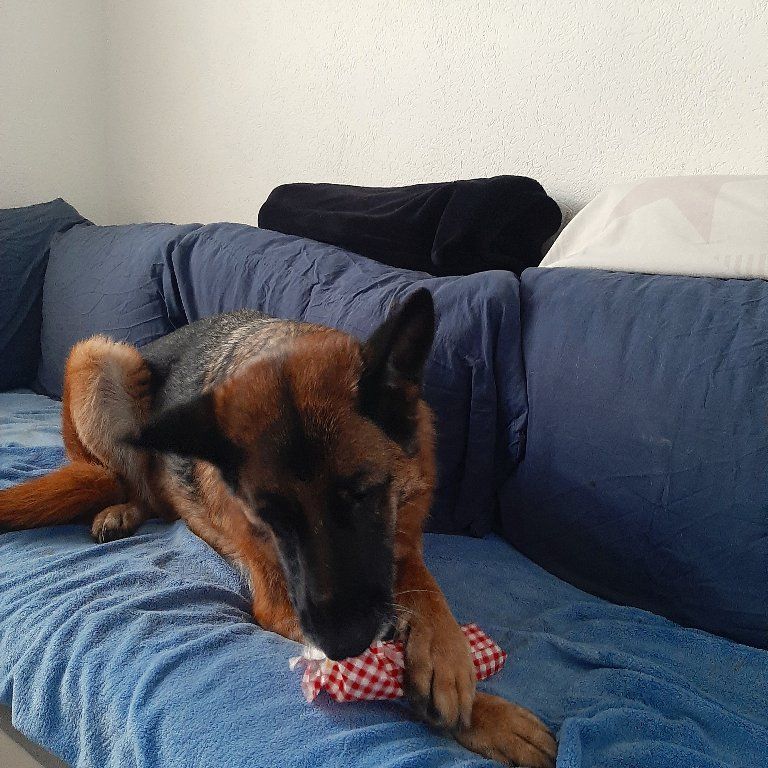 Zwinger vom Schäferturm