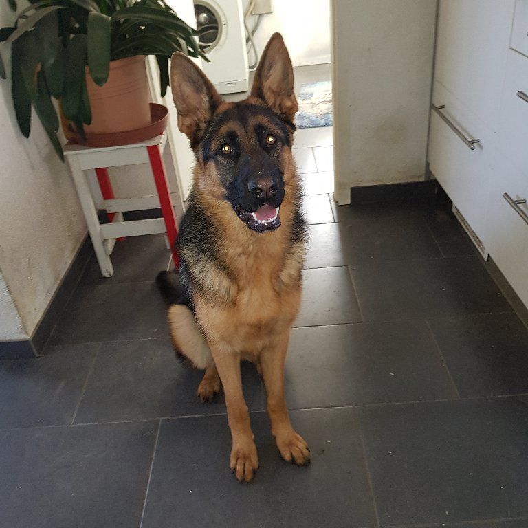 Zwinger vom Schäferturm