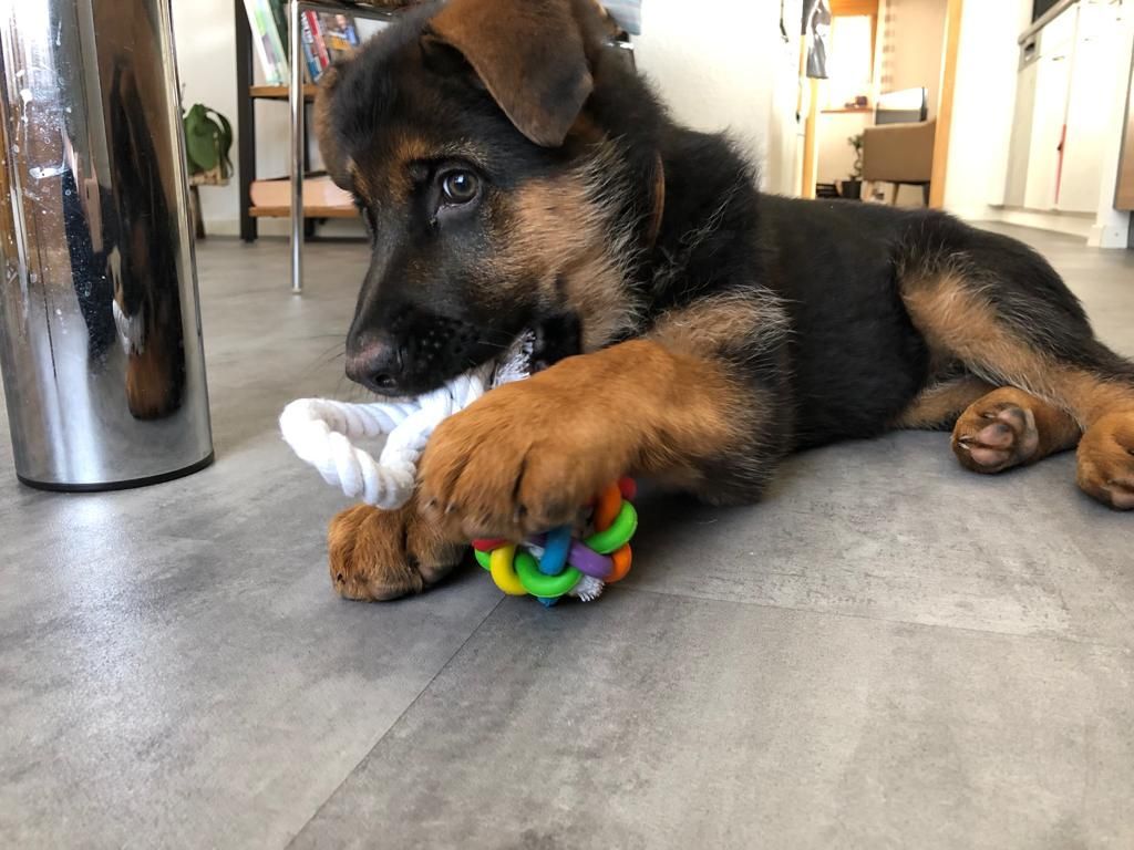 Zwinger vom Schäferturm