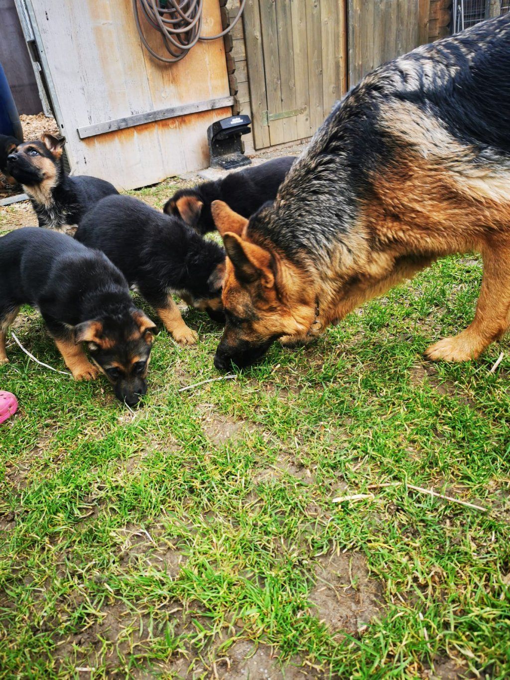 Zwinger vom Schäferturm