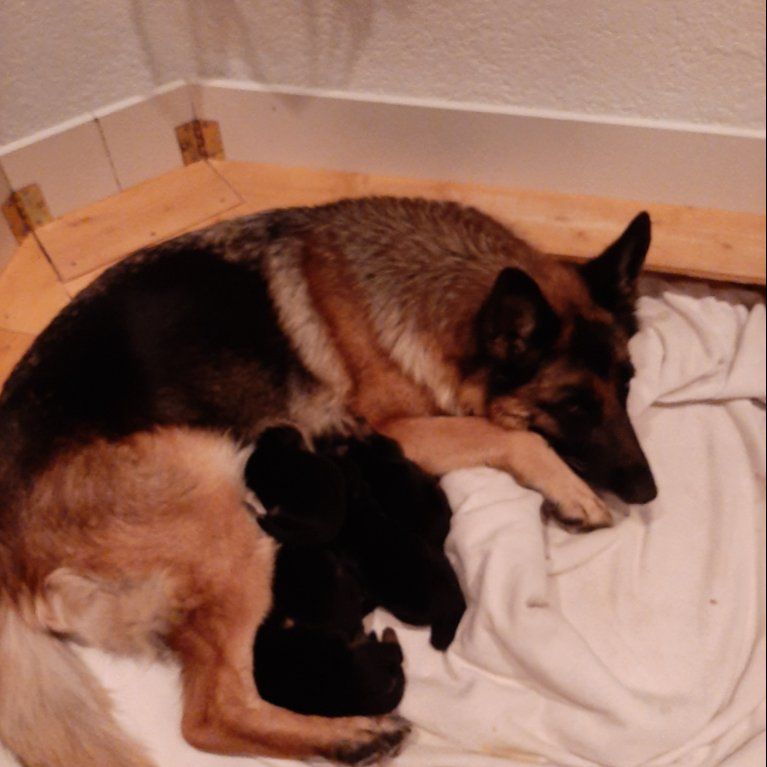 Zwinger vom Schäferturm