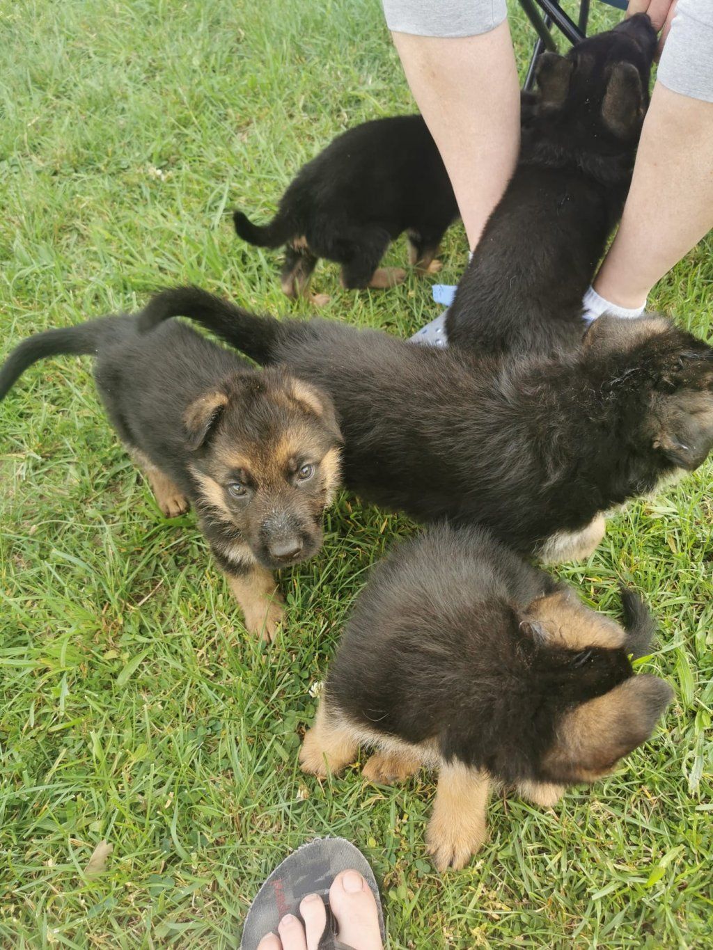 Zwinger vom Schäferturm