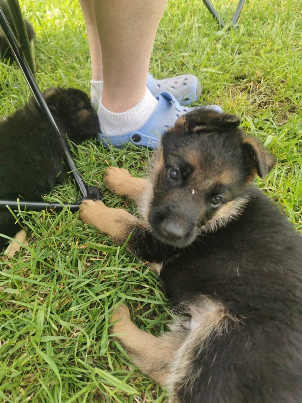 Zwinger vom Schäferturm