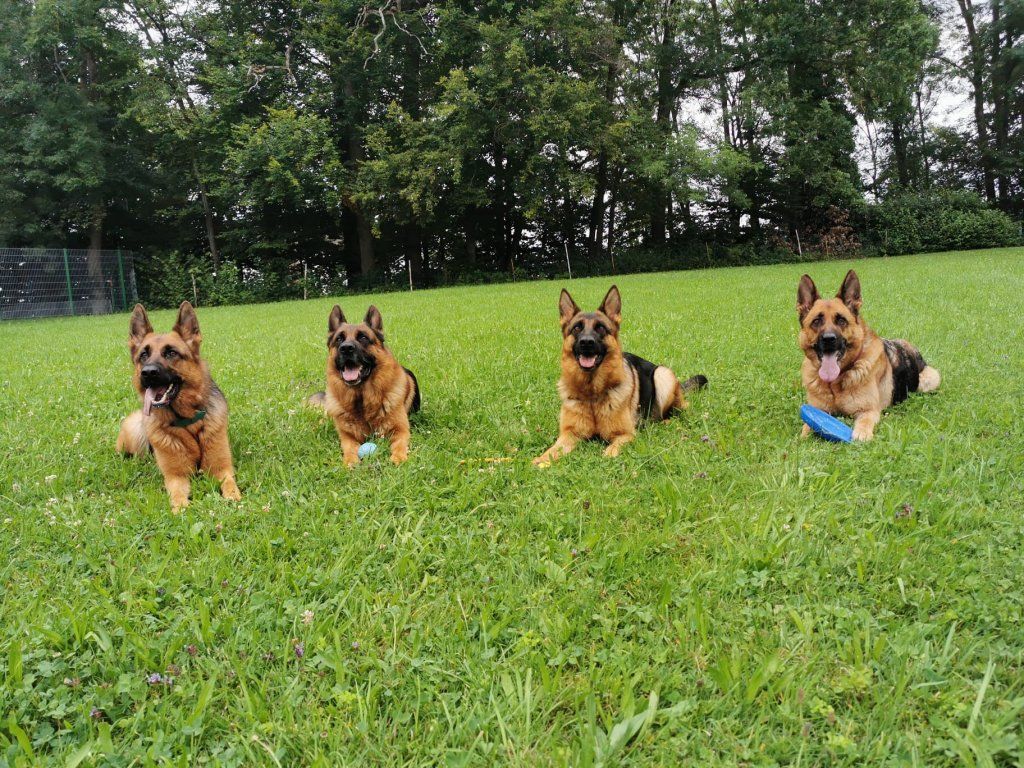 Zwinger vom Schäferturm