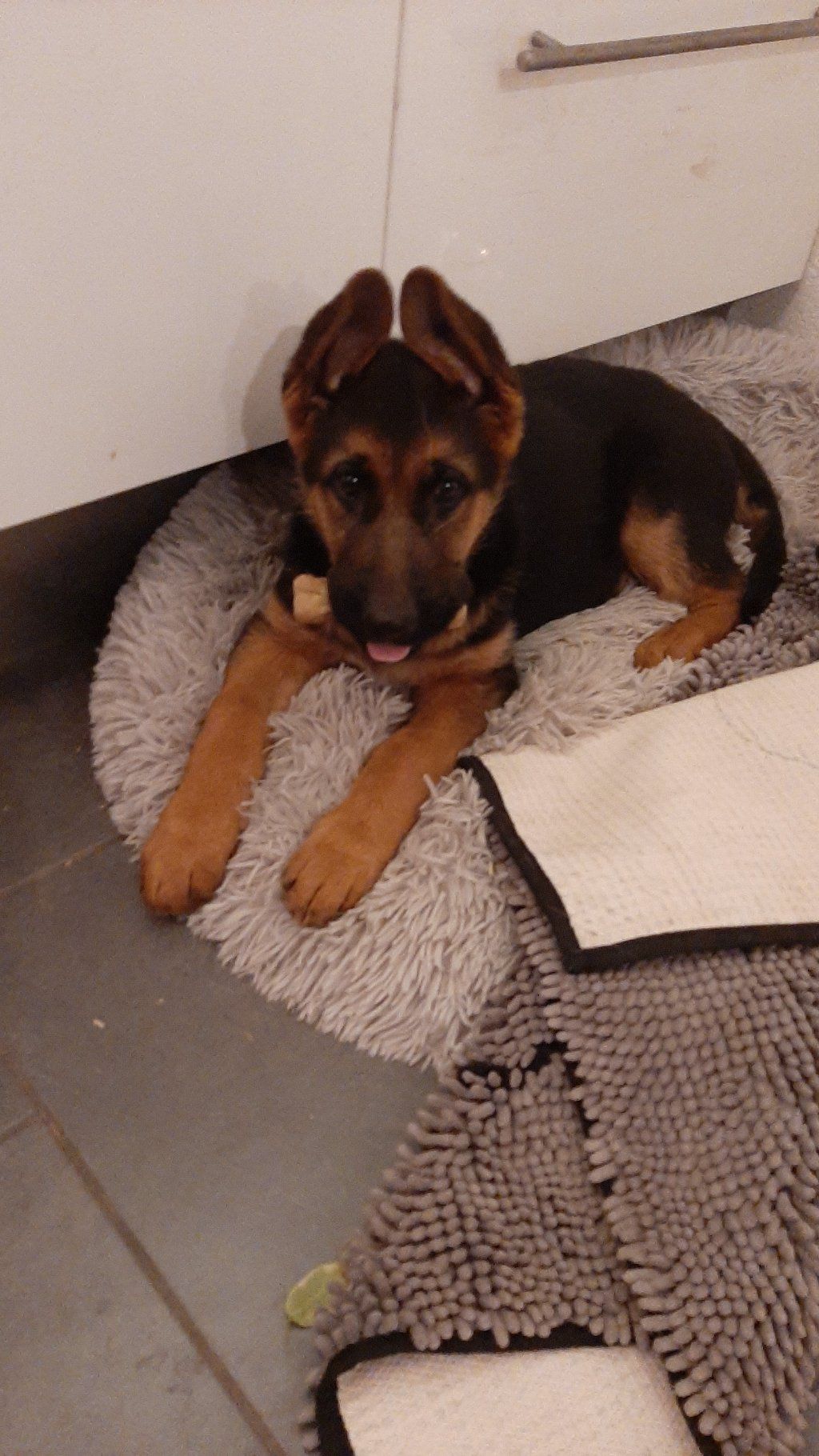 Zwinger vom Schäferturm