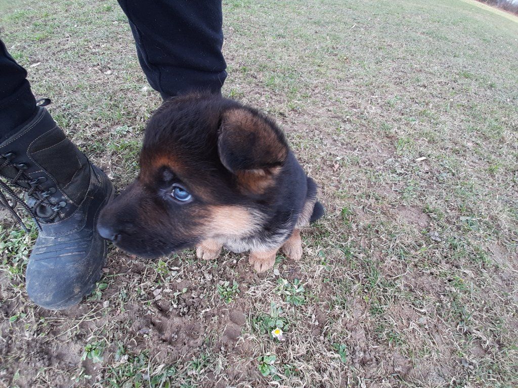 Zwinger vom Schäferturm
