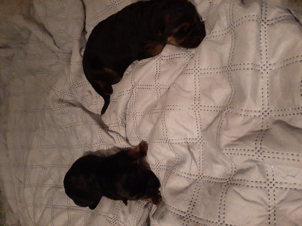 Zwinger vom Schäferturm