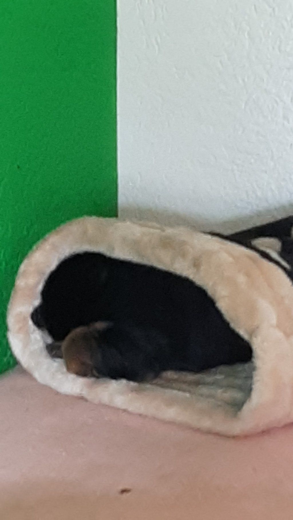 Zwinger vom Schäferturm