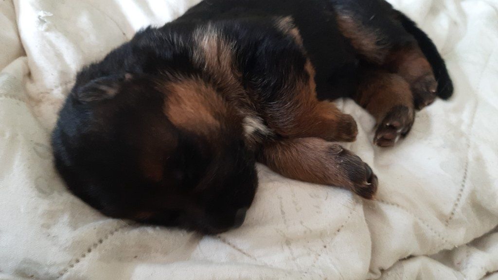 Zwinger vom Schäferturm