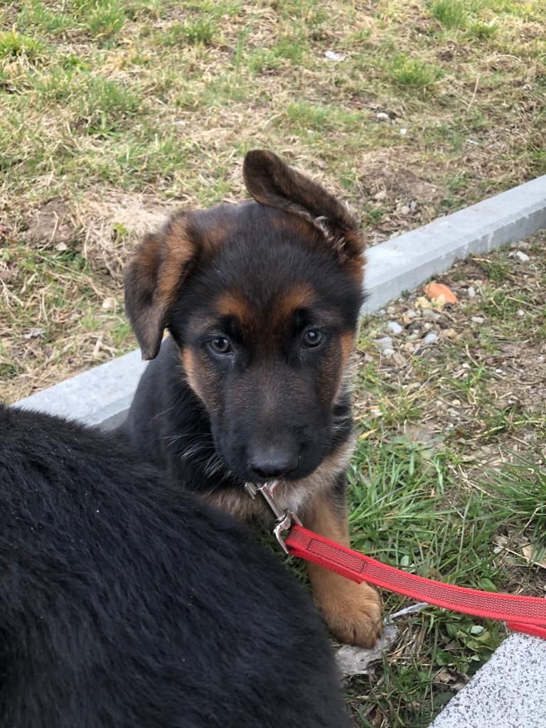 Zwinger vom Schäferturm