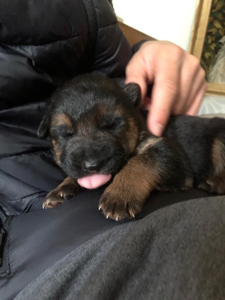 Zwinger vom Schäferturm