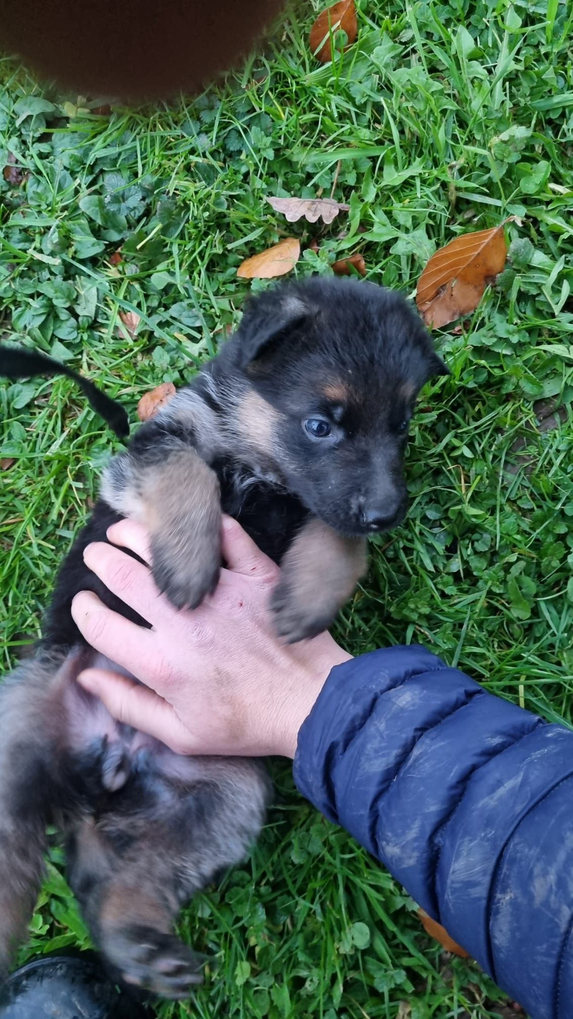 Zwinger vom Schäferturm