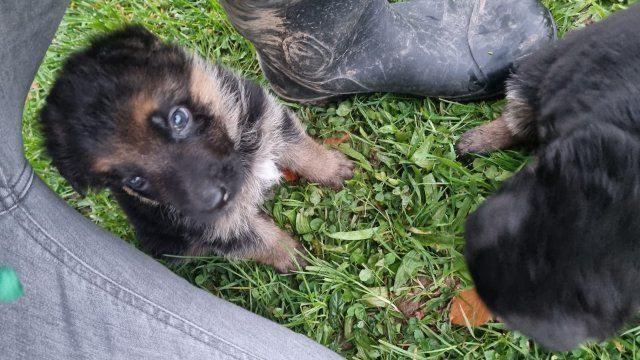 Zwinger vom Schäferturm